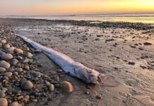 Dünya qorxu içində: “Qiyamət balığı” sahilə çıxdı – Təbii fəlakət gözlənilir