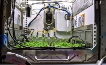 Tək adam üçün birgünlük yemək 26 min dollara: Avropa kosmosda qida istehsalını sınaqdan keçirir