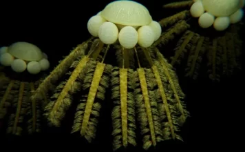 Yerdə 400 milyon il əvvəl 85% canlı sirli şəkildə yoxa çıxıb – Nə asteroid, nə vulkan təsir edib